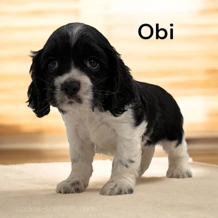 puppy, for, sale, Cocker Spaniel, Joe & Cherri  Overlease, dog, breeder, Miller, MO, dog-breeder, puppy-for-sale, forsale, nearby, find, puppyfind, locator, puppylocator, aca